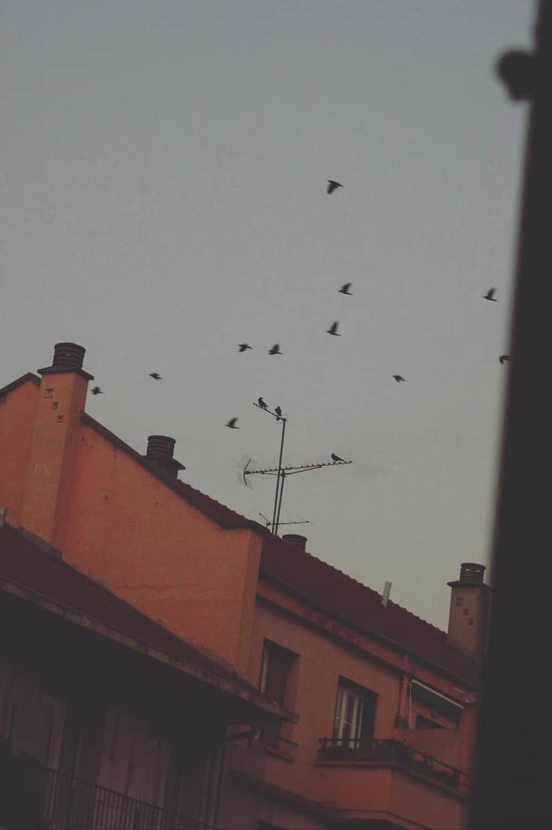 Depuis ma fen��tre ? In��s PERONNARD