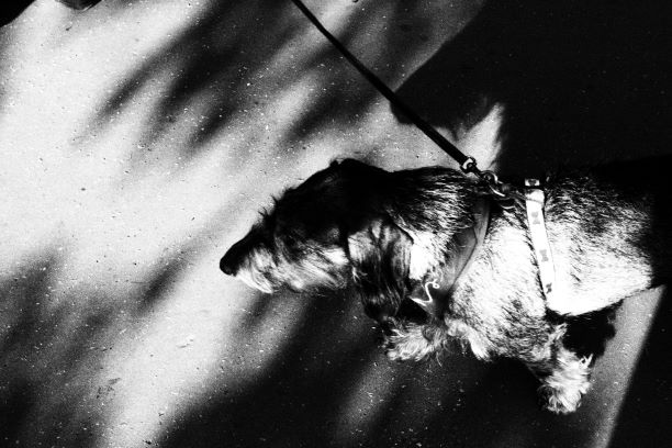 Street photography ? In��s PERONNARD